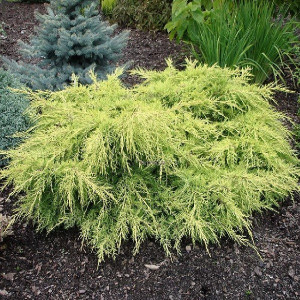 Можжевельник средний Кинг Оф Спринг  